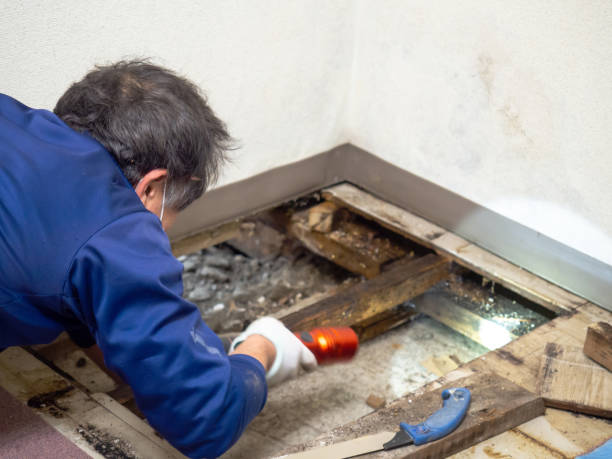 Best Professional Mold Removal  in South Paris, ME