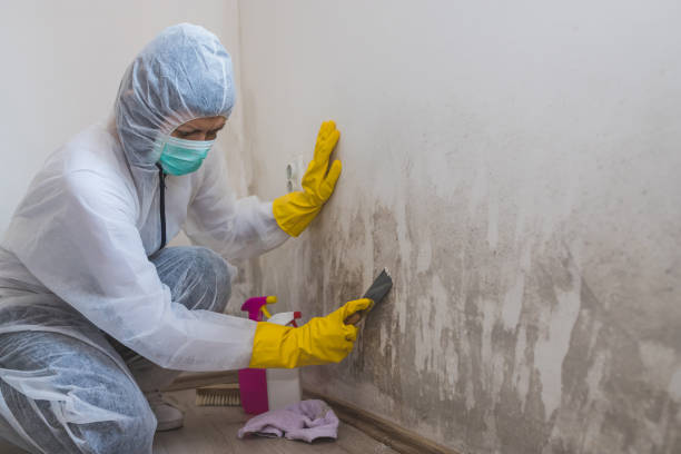 Best Crawl Space Mold Removal  in South Paris, ME