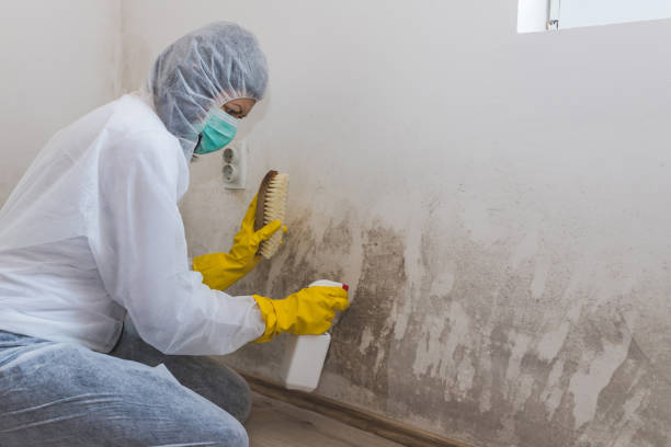 Best Local Mold Removal Service  in South Paris, ME