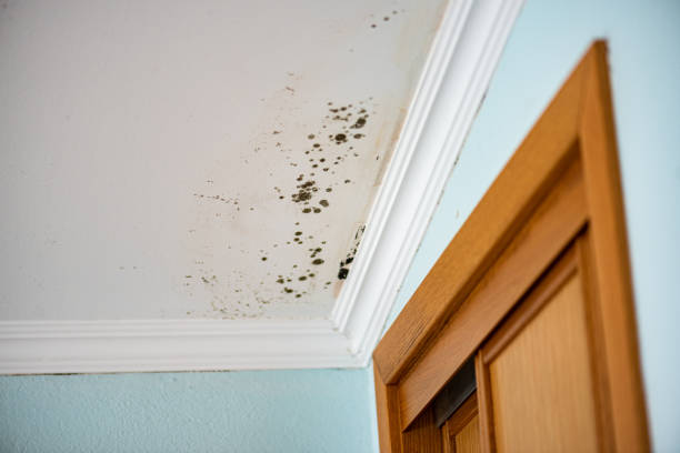 Best Toxic Mold Removal  in South Paris, ME