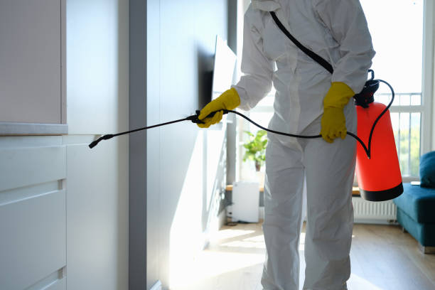 Best Crawl Space Mold Removal  in South Paris, ME