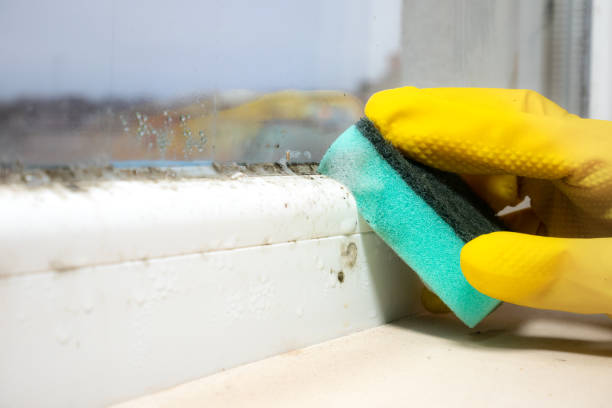 Best Office Mold Removal Services  in South Paris, ME
