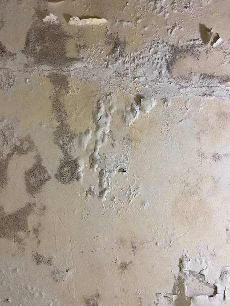 Best Mold Testing and Removal  in South Paris, ME