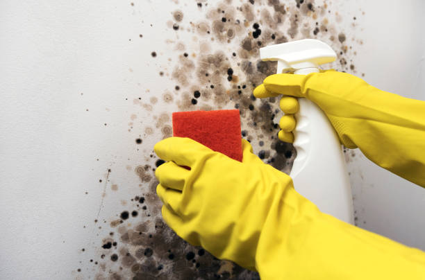 Office Mold Removal Services in South Paris, ME