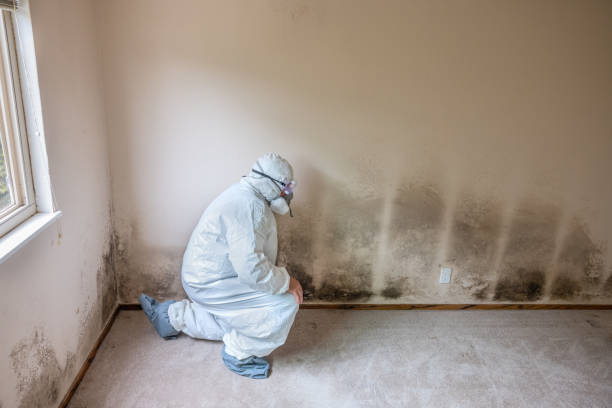 Best Black Mold Removal  in South Paris, ME