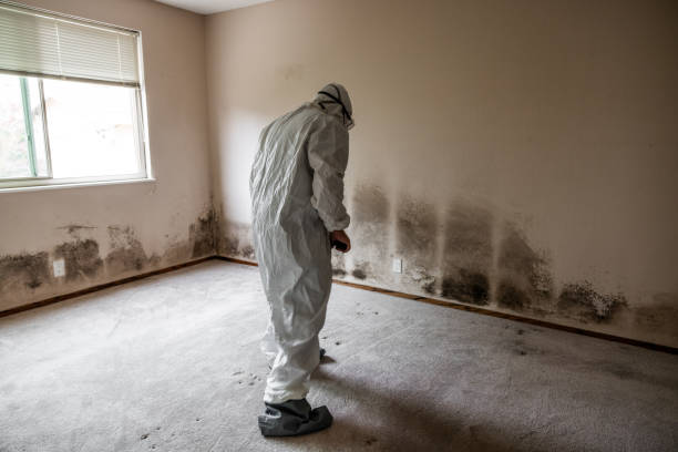 Best Residential Mold Removal  in South Paris, ME