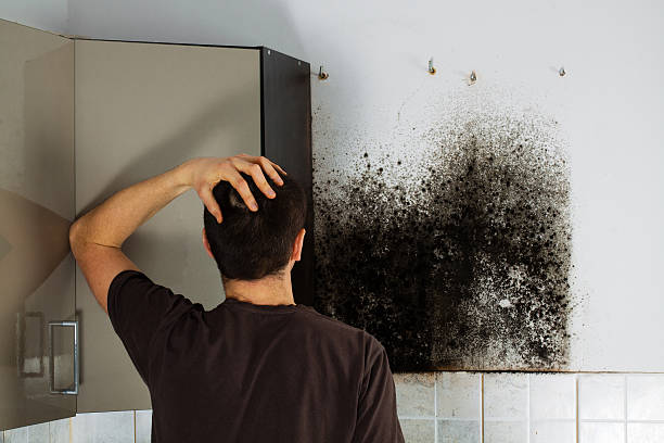 Trusted South Paris, ME Mold Removal Experts