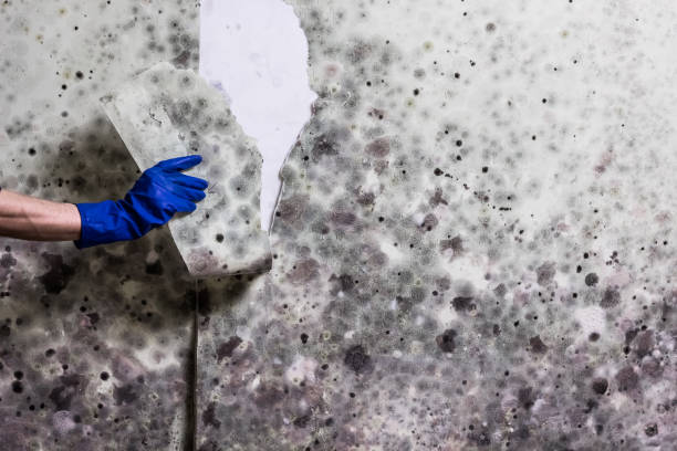 Best Commercial Mold Removal  in South Paris, ME