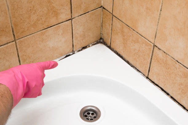 Best Fast Mold Removal  in South Paris, ME